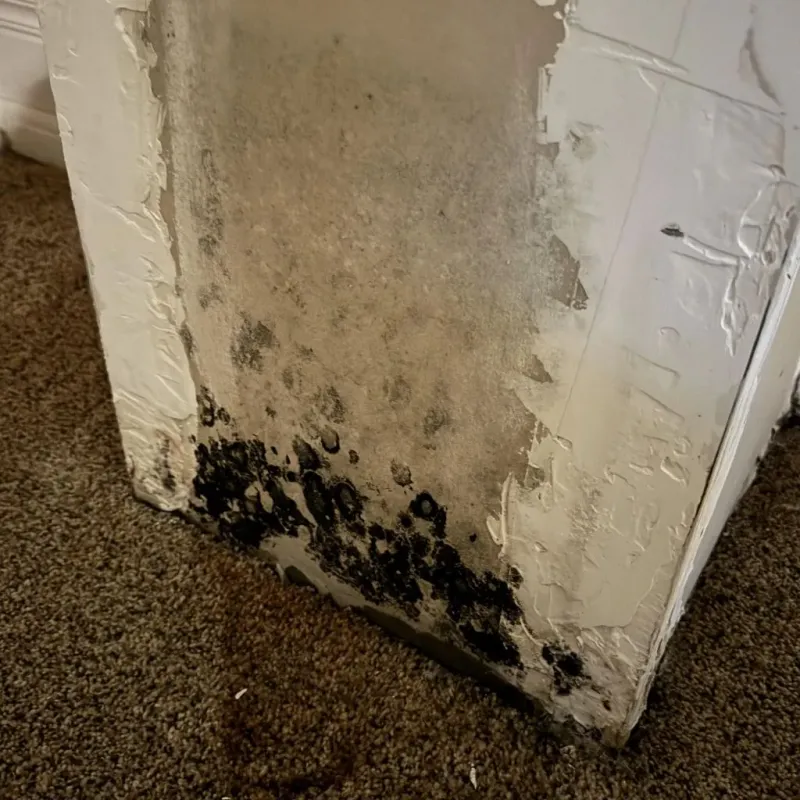 Professional Mold Removal in McAlester, OK